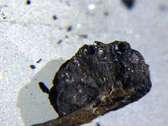 Annulohypoxylon annulatum