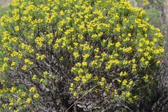 Euryops floribundus