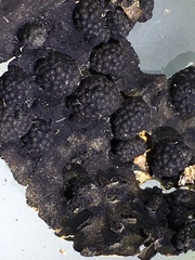 Annulohypoxylon annulatum