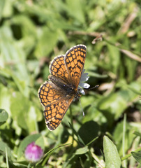 Melitaea parthenoides