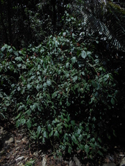 Sanchezia rubriflora