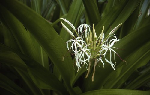 Poisonbulb (Crinum asiaticum)