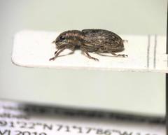 Sitona cylindricollis