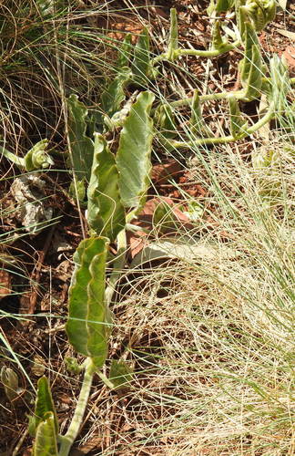 Image of Ipomoea ommanneyi by (c) Matthew Fainman, some rights reserved (CC BY)