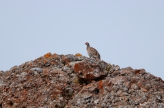 Tetraogallus tibetanus