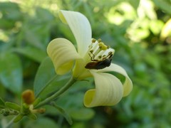 Diptera