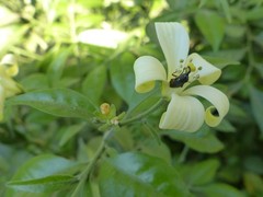 Diptera