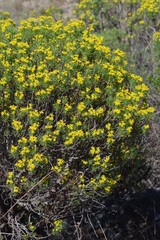 Euryops floribundus