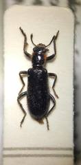 Placopterus thoracicus