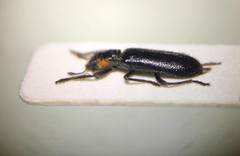 Placopterus thoracicus