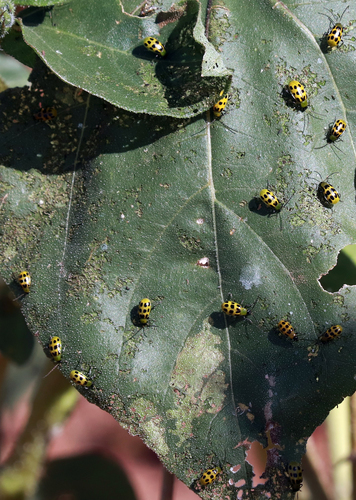 Spotted Cucumber Beetle photo 4