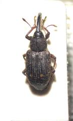 Notaris puncticollis