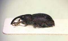 Notaris puncticollis