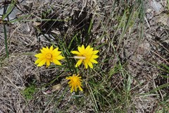 Gazania linearis linearis