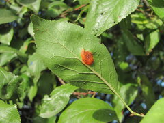 Polystigma rubrum
