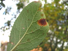 Polystigma rubrum