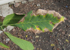 Ophiognomonia leptostyla