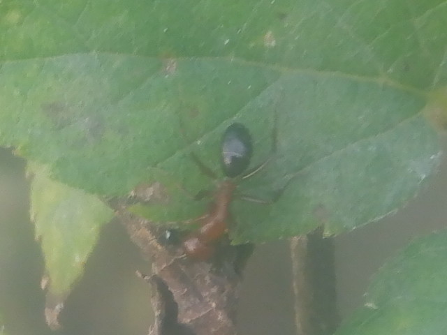 Camponotus decipiens