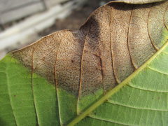 Ophiognomonia leptostyla