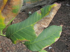 Ophiognomonia leptostyla