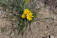 Gazania linearis linearis