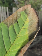 Ophiognomonia leptostyla