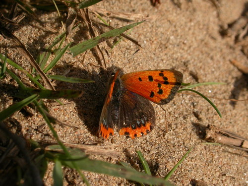 Lycaena phlaeas