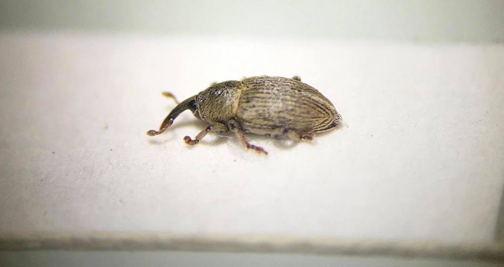 Tychius liljebladi