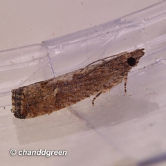 Strepsicrates semicanella