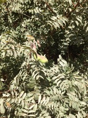 Pistacia terebinthus palaestina