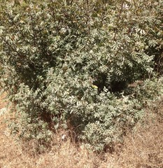 Pistacia terebinthus palaestina