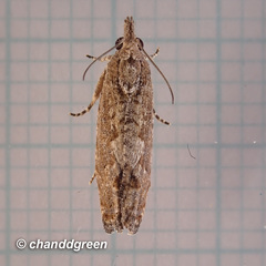 Strepsicrates semicanella