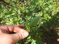 Searsia zeyheri