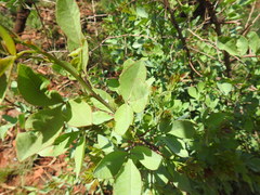 Searsia zeyheri