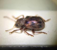 Xanthonia decemnotata