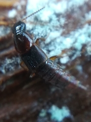 Raphirus