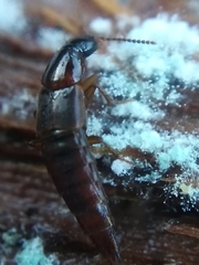 Raphirus