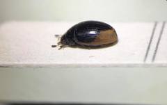 Cercyon praetextatus