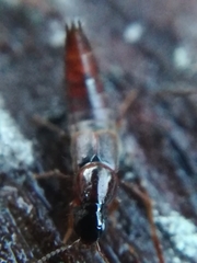 Raphirus