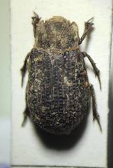 Trox unistriatus