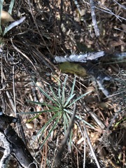 Erysimum suffrutescens