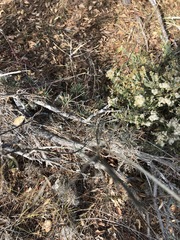 Erysimum suffrutescens