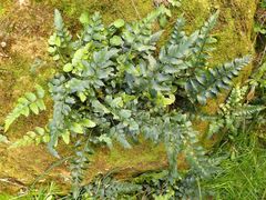 Asplenium lyallii
