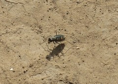 Cicindela schauppii