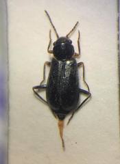Nodopus flavilabris