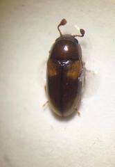 Dacne quadrimaculata