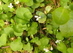 Cardamine dolichostyla