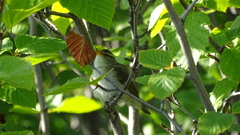 Phylloscopus plumbeitarsus