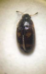Litargus tetraspilotus
