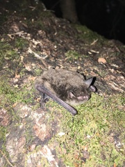 Myotis daubentonii